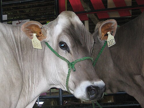 Brown Swiss cattle
