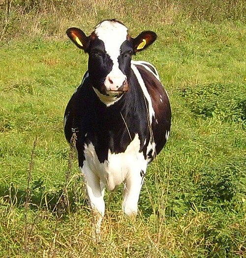 Friesian cattle